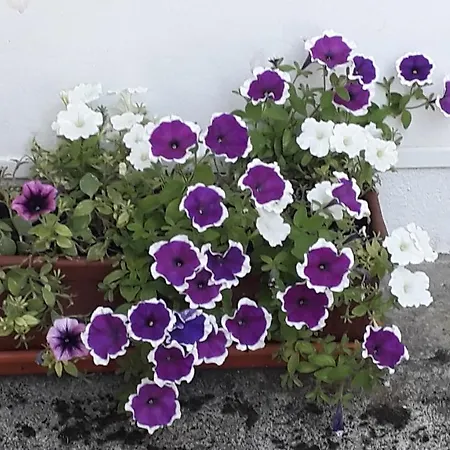 D'un Jardin A L'autre * 타르브